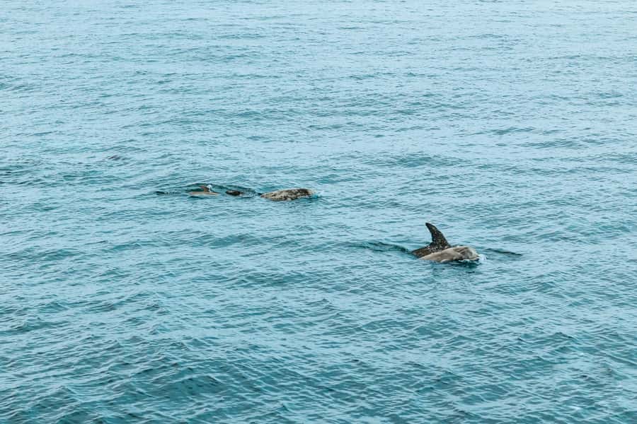 San Diego: Whale and Dolphin Watching Cruise - Who should take this cruise?