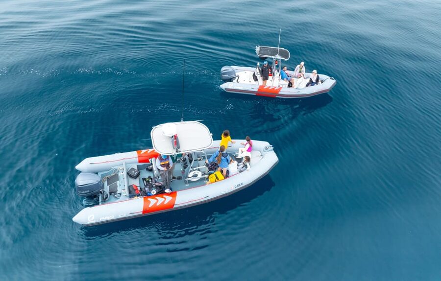 San Diego: Whale and Dolphin Watching Speedboat Tour - Why this San Diego whale tour feels different