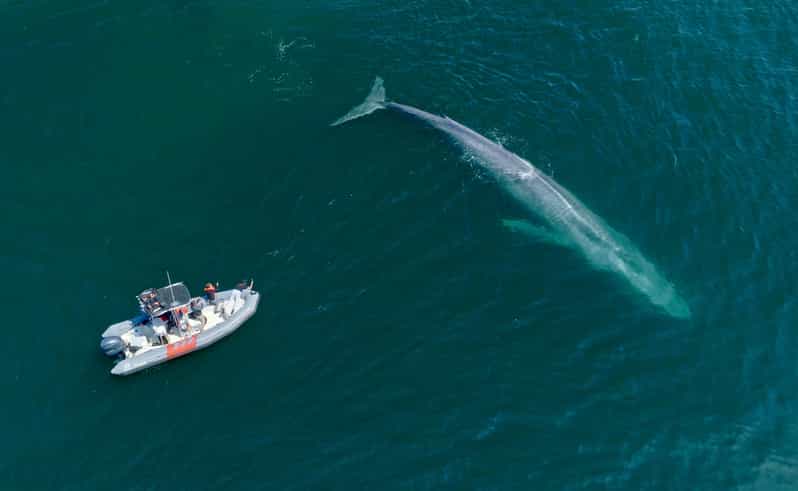 San Diego: Whale and Dolphin Watching Speedboat Tour - FAQ