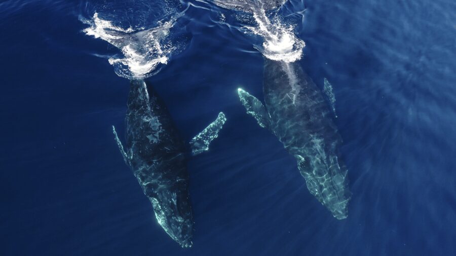 San Diego: Whale and Dolphin Watching Speedboat Tour - The guide makes a bigger difference on a small boat