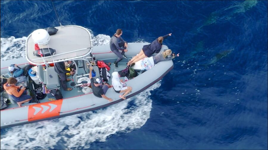 San Diego: Whale and Dolphin Watching Speedboat Tour - Comfort, clothing, and the motion of the Zodiac