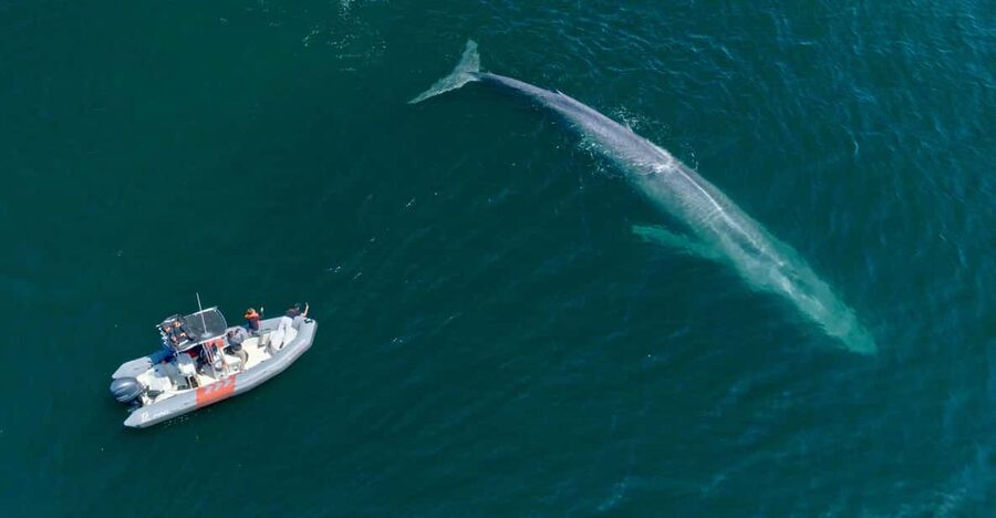 San Diego: Whale and Dolphin Watching Speedboat Tour - Who should book this speedboat tour?