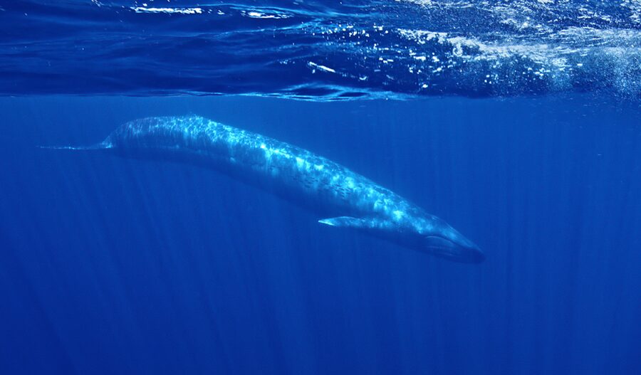 San Diego: Whale and Dolphin Watching Speedboat Tour - Should you book it?