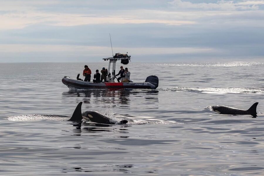 San Diego: Whale and Dolphin Watching Speedboat Tour - Three hours of searching, watching, and waiting