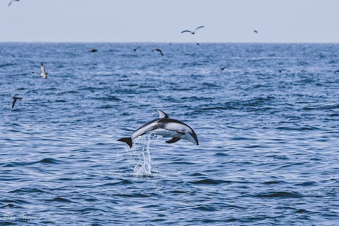 San Diego Whale/Dolphin Watching Cruise Aboard Luxury Vessel - How the narration changes the outing