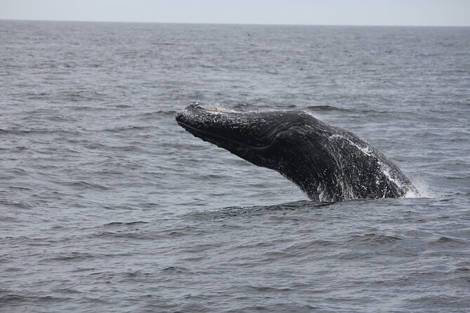 San Diego Whale/Dolphin Watching Cruise Aboard Luxury Vessel - Comfort, seating, and the problem of seasickness