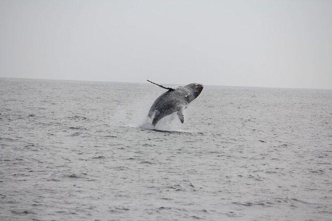 San Diego Whale/Dolphin Watching Cruise Aboard Luxury Vessel - Is $76 a fair price?