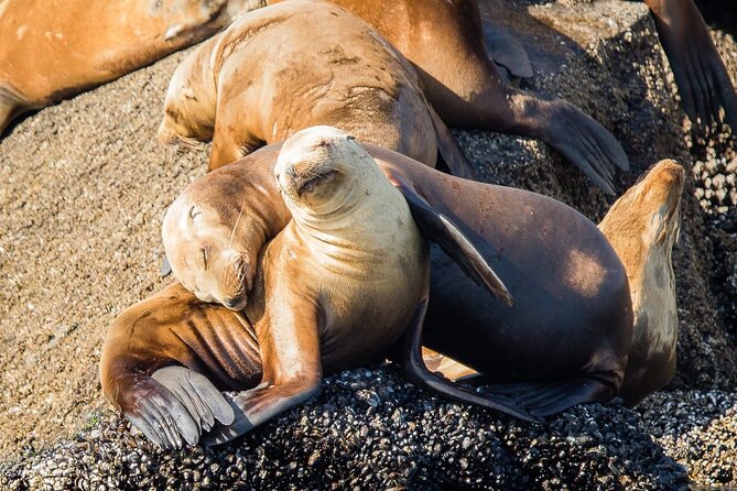 San Diego Whale/Dolphin Watching Cruise Aboard Luxury Vessel - Who will enjoy Peregrine most?