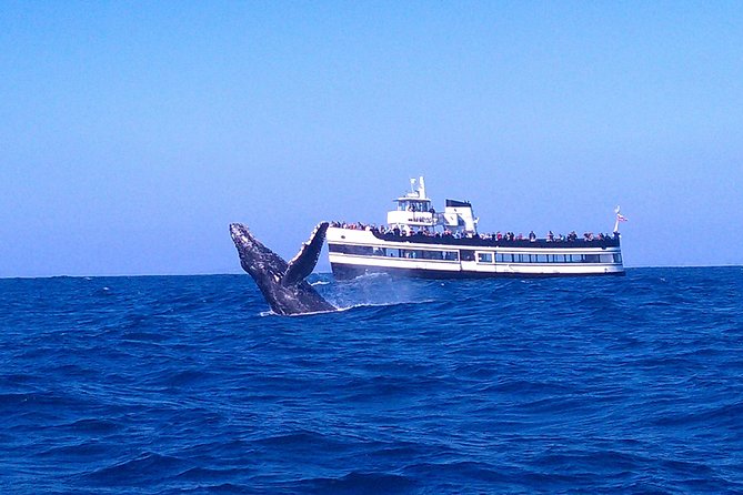 San Diego Whale Watching Cruise - Key things to know before sailing
