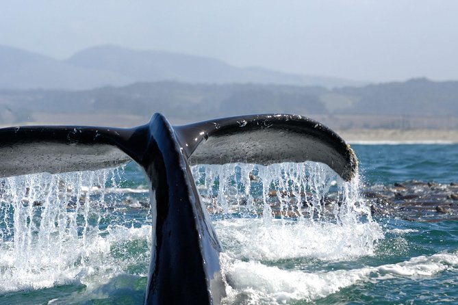 San Diego Whale Watching Cruise - Morning or afternoon: choose for convenience