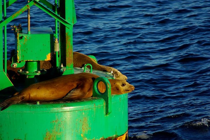 San Diego Whale Watching Cruise - Is $54 a fair price?