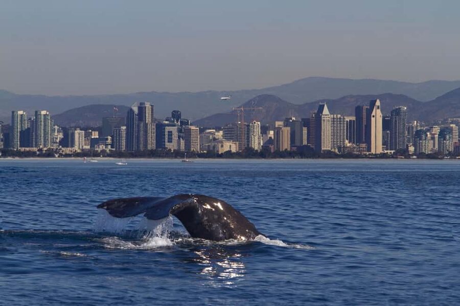 San Diego: Whale Watching Cruise on the Yacht America - Setting out from Shelter Island on the America