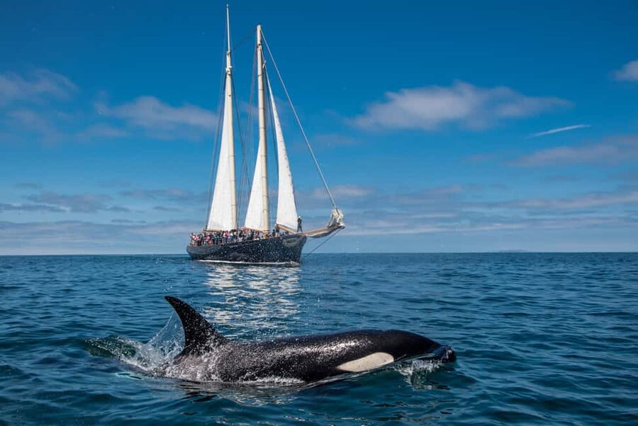 San Diego: Whale Watching Cruise on the Yacht America - The yacht’s best viewing spots