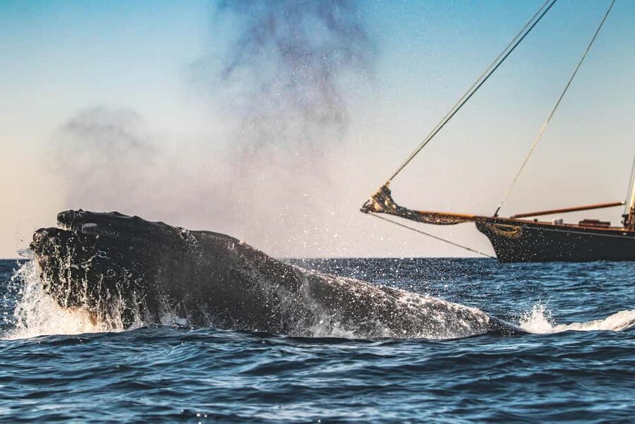 San Diego: Whale Watching Cruise on the Yacht America - What you might see from December through April