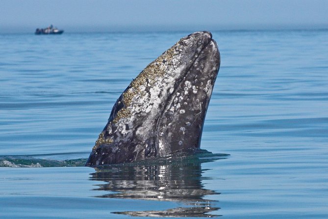 San Diego: Whale Watching Cruise - What you might see during the 2.5-hour to 3-hour cruise