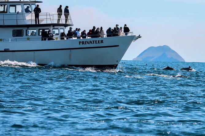 San Diego Whale Watching & Dolphin Cruise - Key points at a glance