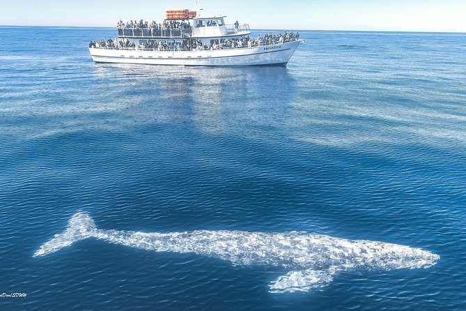 San Diego Whale Watching & Dolphin Cruise - Leaving Mission Bay from Quivira Road
