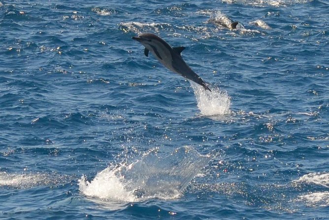 San Diego Whale Watching & Dolphin Cruise - Searching for whales, dolphins, and porpoises