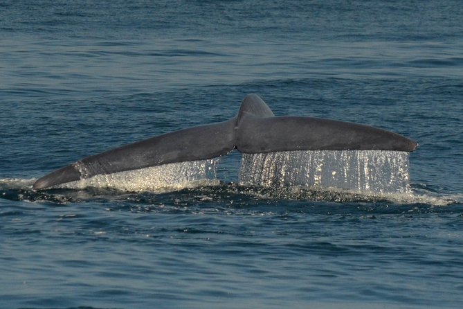 San Diego Whale Watching & Dolphin Cruise - Comfort, food, and extra costs
