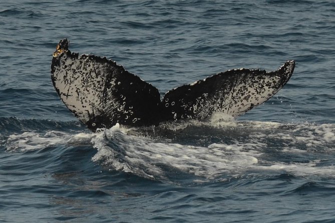San Diego Whale Watching & Dolphin Cruise - Is $71 a good value?