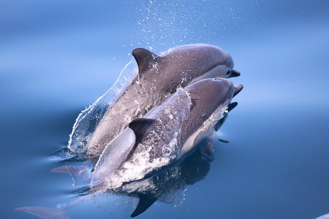 San Diego Whale Watching & Dolphin Cruise - Ten minutes to the Pacific