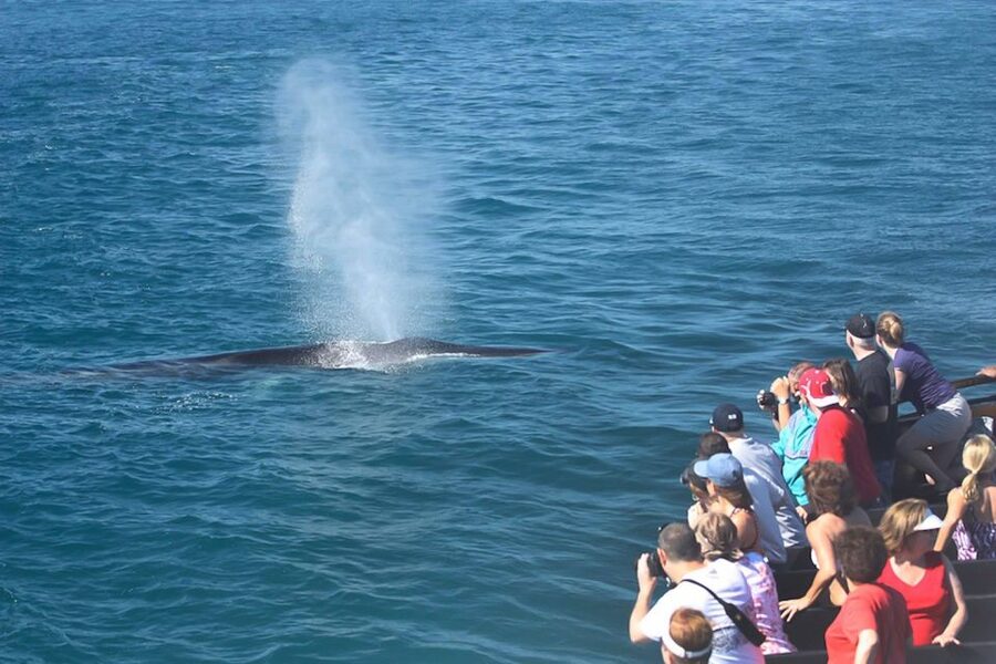 San Diego: Whale Watching Tour - Flagship Cruises & Events - Leaving San Diego Bay for the open ocean