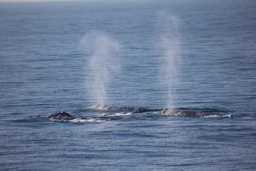 San Diego: Whale Watching Tour - Flagship Cruises & Events - What the guides add to the ride