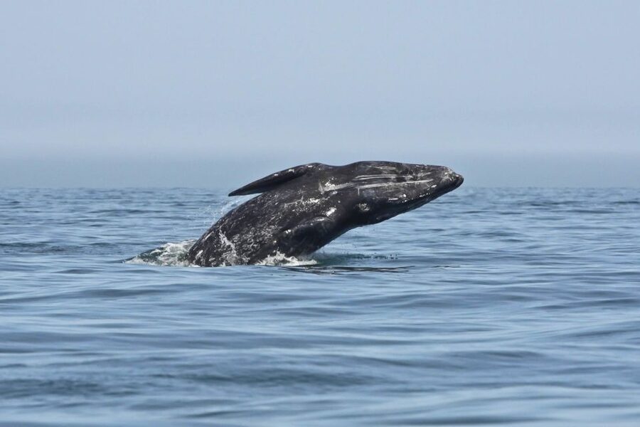San Diego: Whale Watching Tour - Flagship Cruises & Events - Dolphins, sea lions, and the wildlife between whales