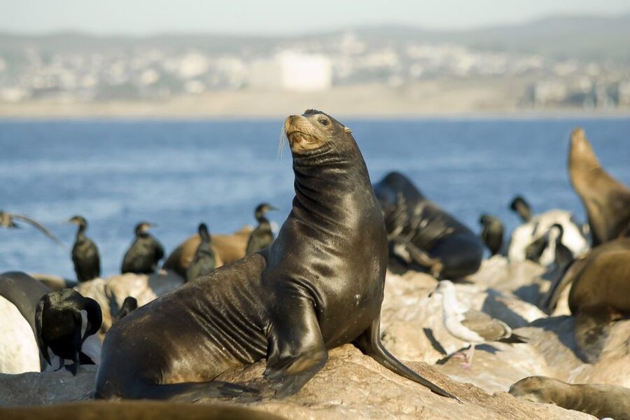 San Diego: Whale Watching Tour - Flagship Cruises & Events - Choosing the right deck and managing the motion