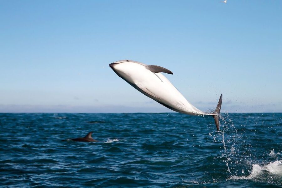 San Diego: Whale Watching Tour - Flagship Cruises & Events - Following gray whales 3 to 12 miles offshore