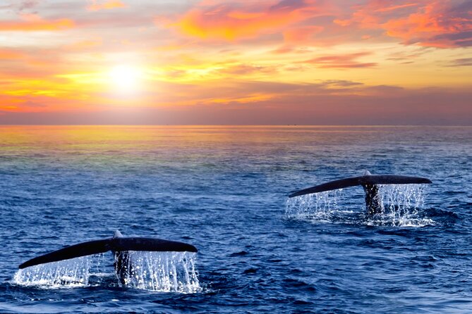 San Jose del Cabo Small-Group Sunrise Whale Watching - Why the 6:00 am start is worth considering