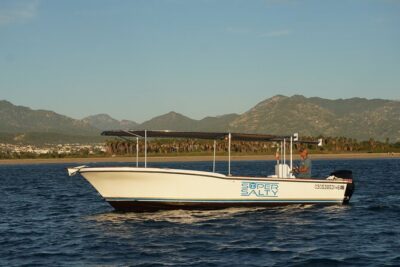 San Jose del Cabo Small-Group Sunrise Whale Watching