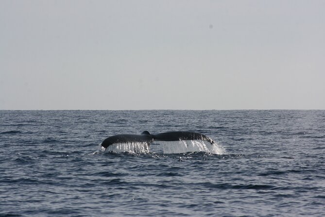 San Jose del Cabo Small-Group Sunrise Whale Watching - What the $99 price includes in practical terms