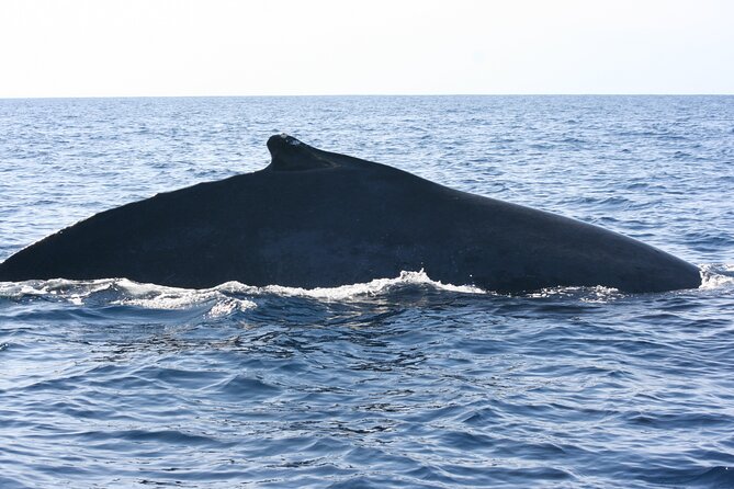 San Jose del Cabo Small-Group Sunrise Whale Watching - The patience factor matters more than the camera