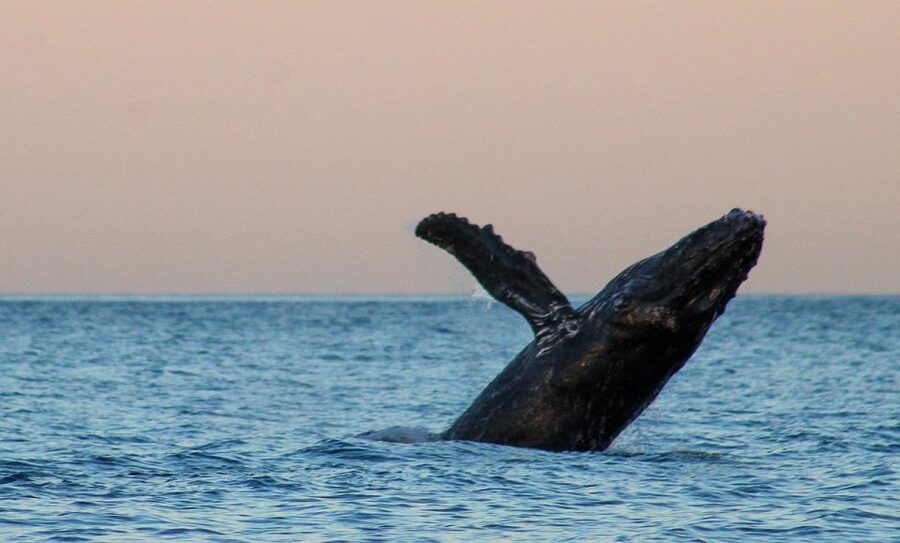 San Jose del Cabo Sunset Whale Watching - Why twilight changes the whale-watching mood