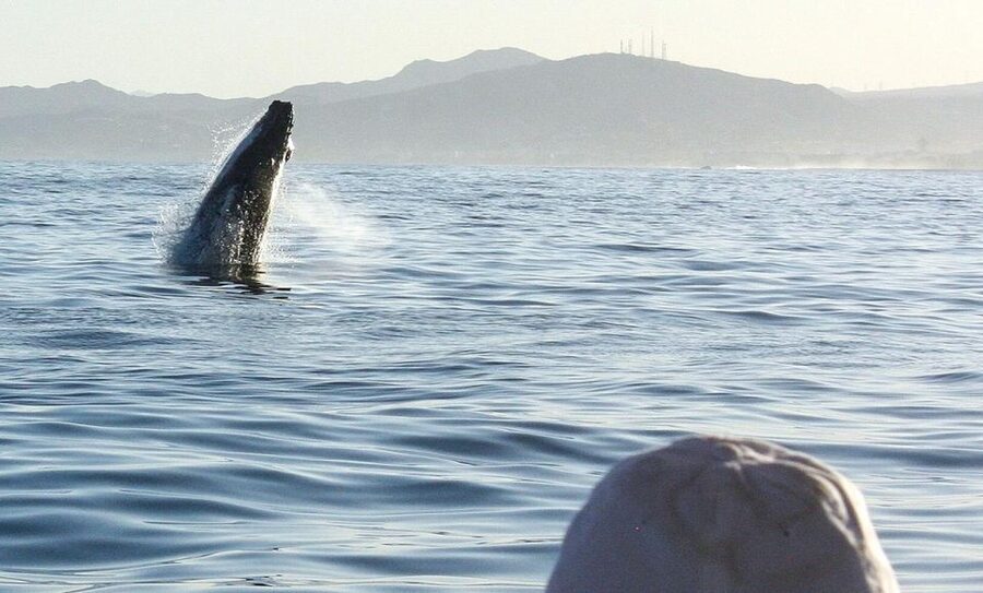 San Jose del Cabo Sunset Whale Watching - Who should book this San Jose del Cabo outing