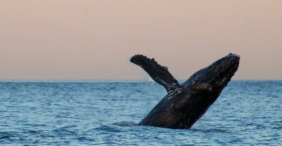 San Jose del Cabo Sunset Whale Watching - A marine biologist gives the outing its meaning