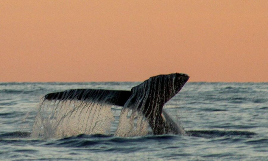 San Jose del Cabo Sunset Whale Watching - Looking for humpbacks and gray whales