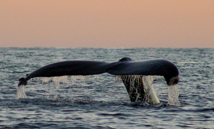 San Jose del Cabo Sunset Whale Watching - How the two-hour outing fits together