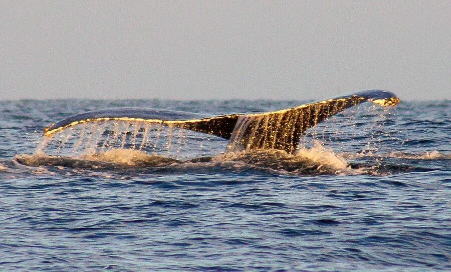 San Jose del Cabo Sunset Whale Watching - The first eight minutes: getting from the meeting point to the boat