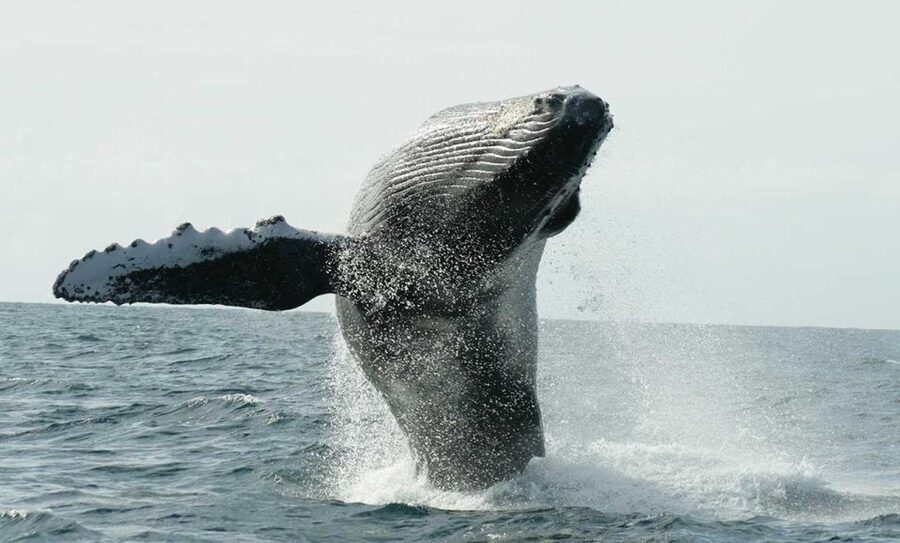 San Jose del Cabo Whale Watching - Key details before you reserve