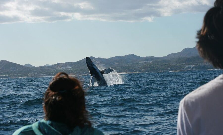 San Jose del Cabo Whale Watching - Why San Jose del Cabo is a smart place to watch whales