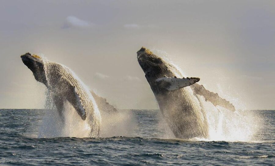 San Jose del Cabo Whale Watching - The eight-minute walk is part of the plan