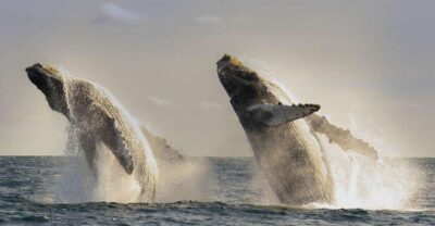 San Jose del Cabo Whale Watching