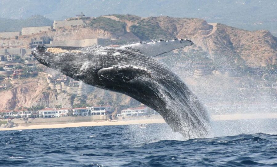 San Jose del Cabo Whale Watching - A two-hour cruise with room to pay attention
