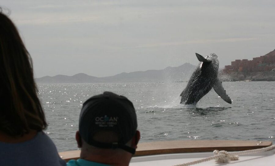 San Jose del Cabo Whale Watching - Humpbacks, gray whales, and the value of a good captain