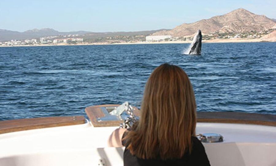 San Jose del Cabo Whale Watching - What the $95 price really buys you