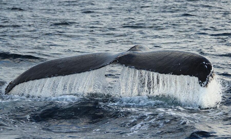 San Jose del Cabo Whale Watching - Who should book this whale-watching trip