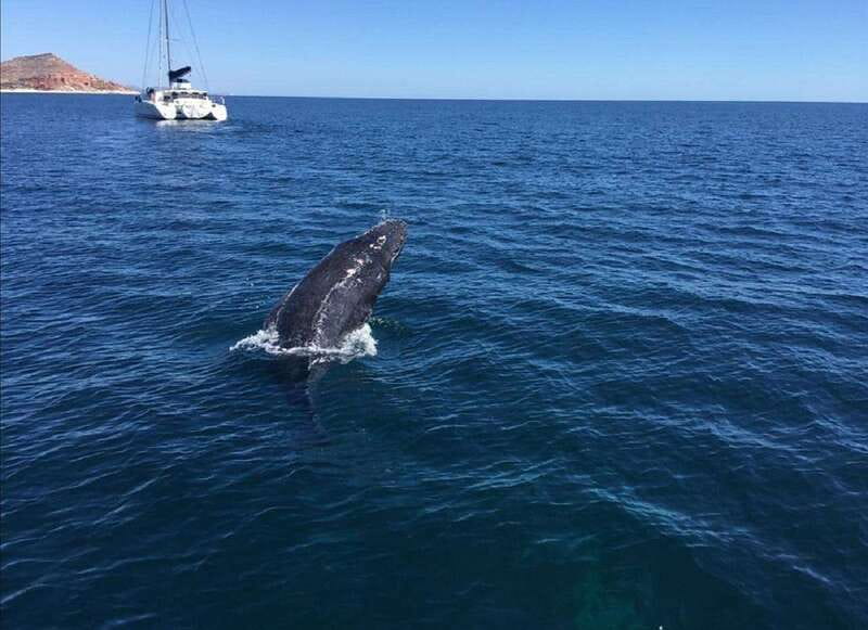 San José del Cabo: Whale Watching Experience - Key points to know before you book