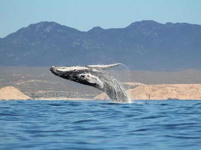 San José del Cabo: Whale Watching Experience - The special chance to see a mother and calf